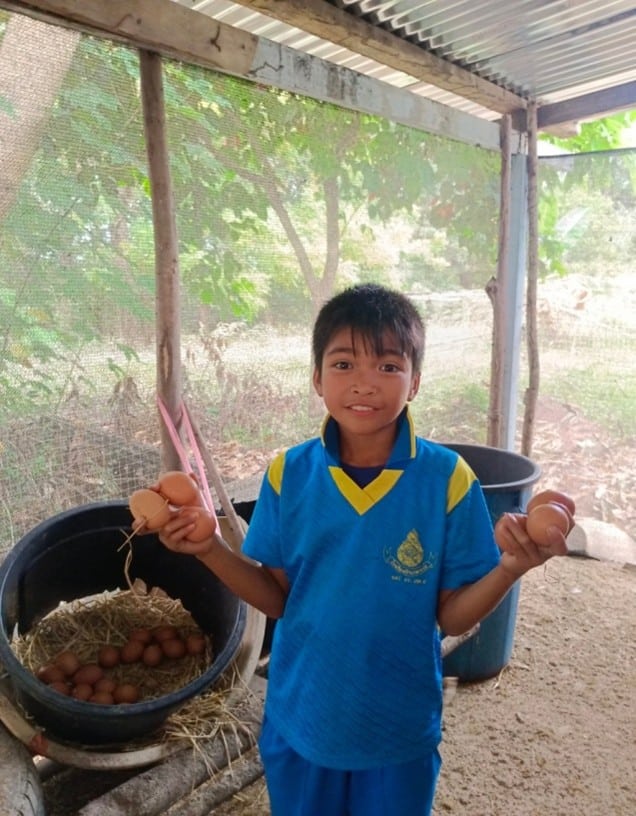 Thailand Hens And Eggs