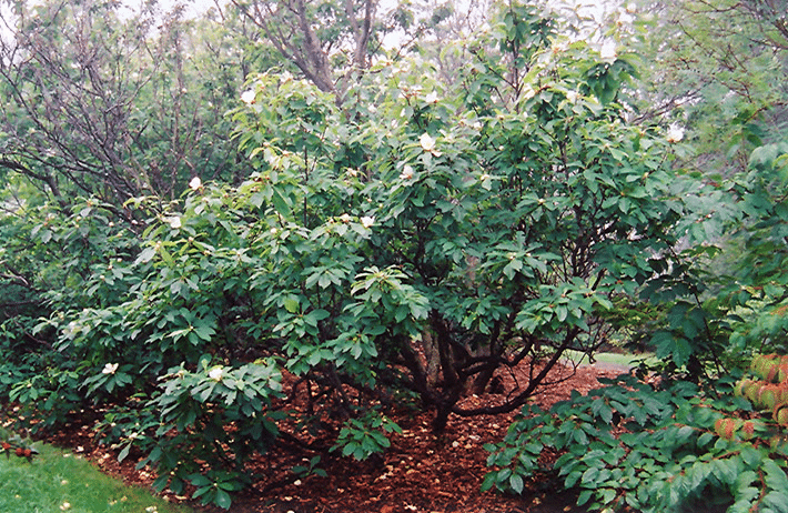 Franklinia
