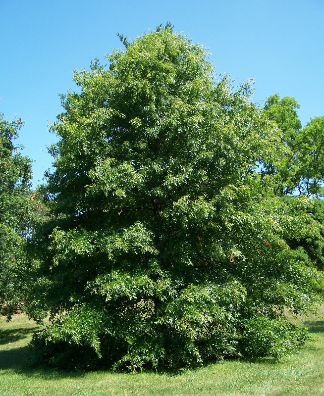 Pin Oak Quercus Palustris