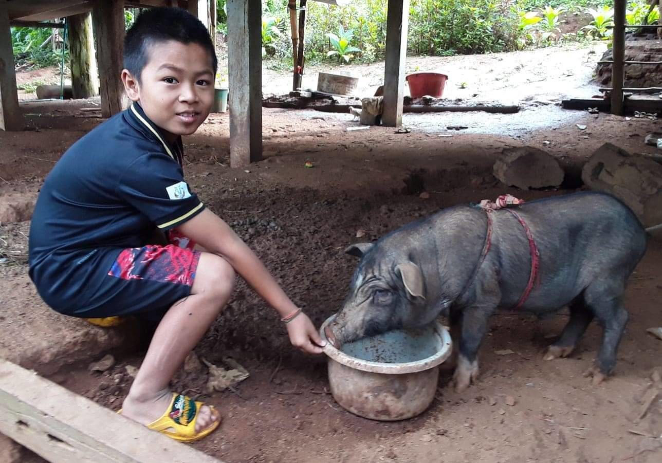 Providing Pigs To Families Of Sponsored Children 3