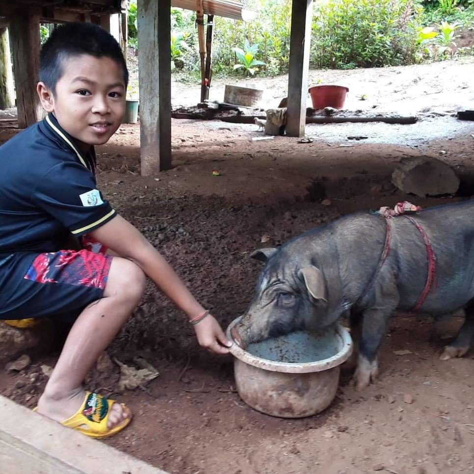 Providing Pigs To Families Of Sponsored Children 3